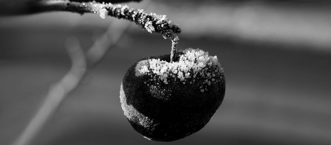 Чёрные яблоки февраля