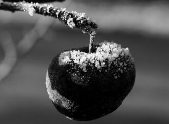 Чёрные яблоки февраля