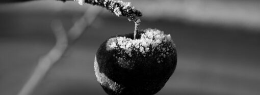 Чёрные яблоки февраля