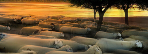 Мыло мира (из Івана Їжакевича)