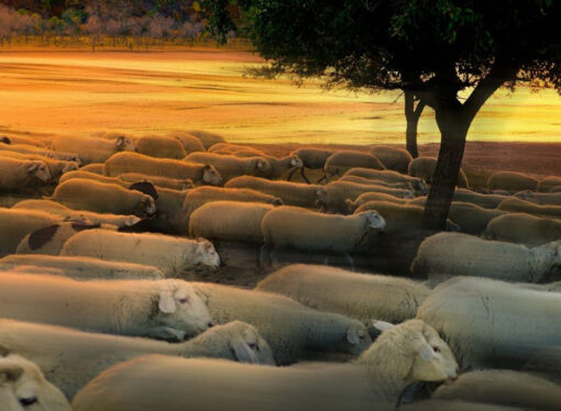 Мыло мира (из Івана Їжакевича)