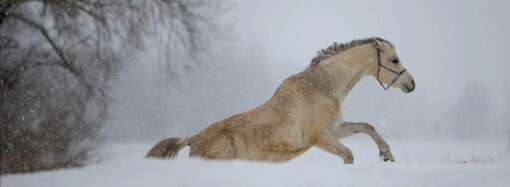 Другая метель (из БГ и Пушкина)