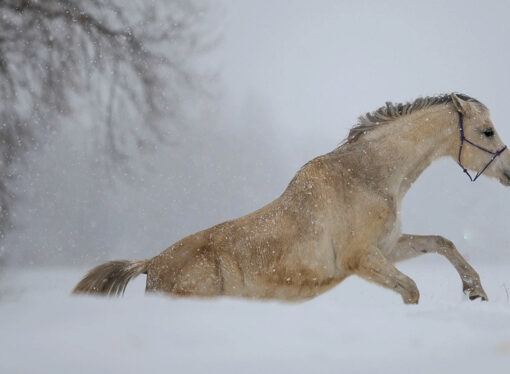 Другая метель (из БГ и Пушкина)