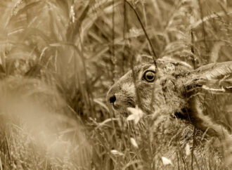 Пантагрюэль