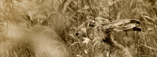 Пантагрюэль