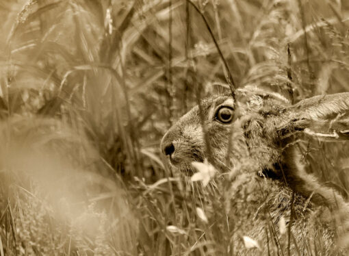 Пантагрюэль